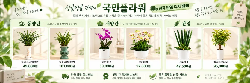 새 방에 둘 관엽 스투키 T·뱅갈고무나무와 난 화분 가격 가로 배너 - 국민플라워