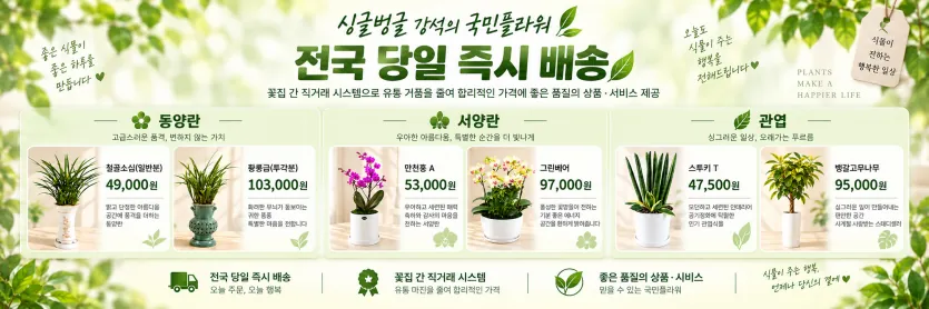 설 연휴 날짜 지정 배송 난·관엽 화분 가격 가로 배너 - 국민플라워 황룡금(투각분)·만천홍 A